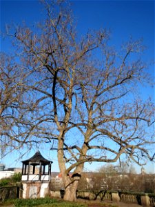 Kaukasische Flügelnuss (Pterocarya fraxinifolia) am Schloss Saarbrücken