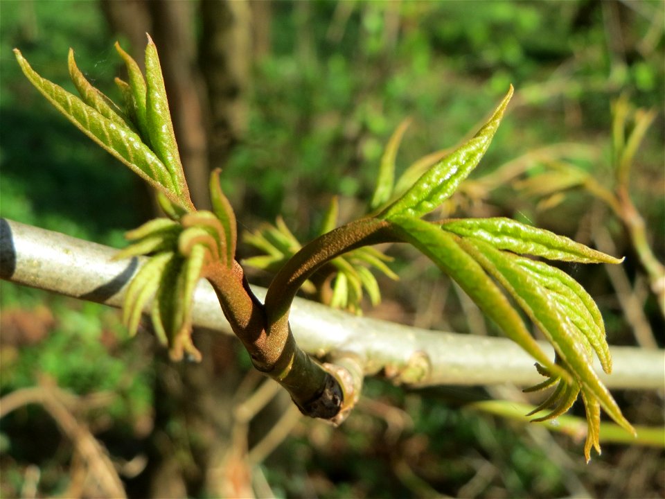 Ausgewilderte Kaukasische Flügelnuss (Pterocarya fraxinifolia) bei der Drahtzugmühle in Alt-Saarbrücken