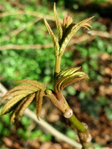 Ausgewilderte Kaukasische Flügelnuss (Pterocarya fraxinifolia) bei der Drahtzugmühle in Alt-Saarbrücken