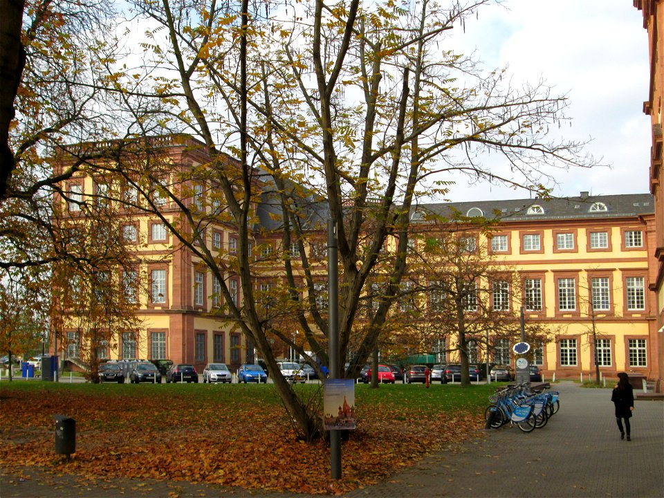 Kaukasische Flügelnuss (Pterocarya fraxinifolia) am Schloss Mannheim - Ursprung: Asien
