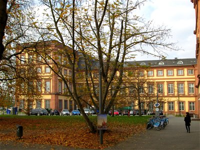 Kaukasische Flügelnuss (Pterocarya fraxinifolia) am Schloss Mannheim - Ursprung: Asien