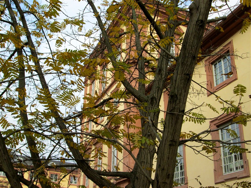 Kaukasische Flügelnuss (Pterocarya fraxinifolia) am Schloss Mannheim - Ursprung: Asien