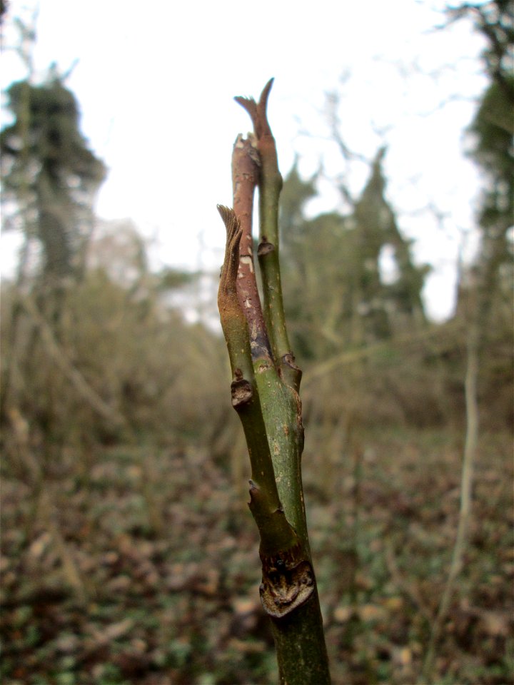 Ausgewilderte Kaukasische Flügelnuss (Pterocarya fraxinifolia) bei der  Drahtzugmühle in Alt-Saarbrücken - Ursprung: Kaukasus / Iran