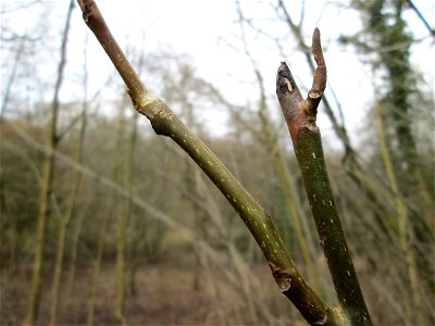 Ausgewilderte Kaukasische Flügelnuss (Pterocarya fraxinifolia) bei der  Drahtzugmühle in Alt-Saarbrücken - Ursprung: Kaukasus / Iran