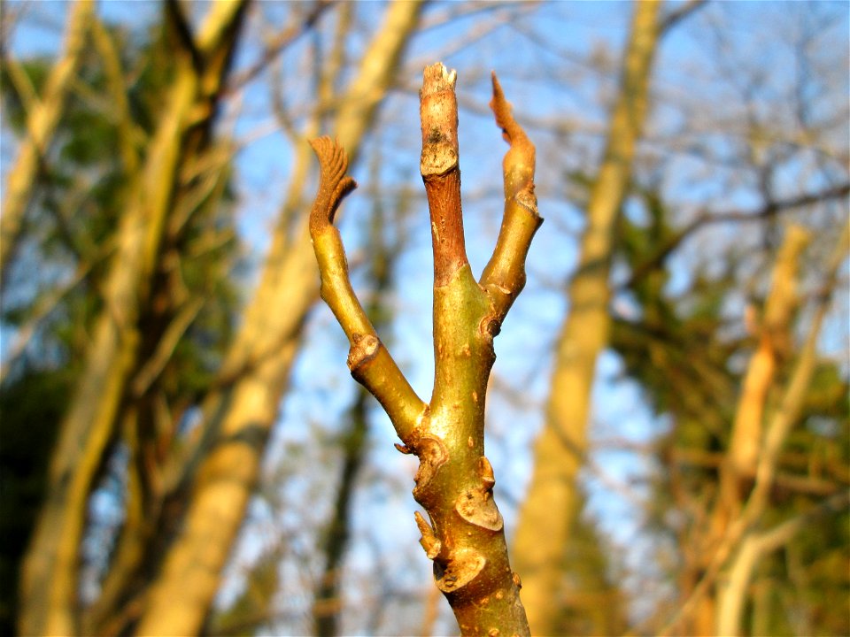 Ausgewilderte Kaukasische Flügelnuss (Pterocarya fraxinifolia) bei der  Drahtzugmühle in Alt-Saarbrücken - Ursprung: Kaukasus / Iran