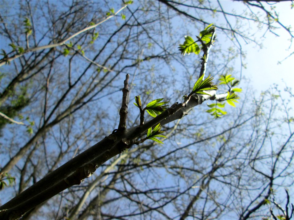 Aufspringende Blattknospen einer ausgewilderten Kaukasischen Flügelnuss (Pterocarya fraxinifolia) bei der  Drahtzugmühle in Saarbrücken