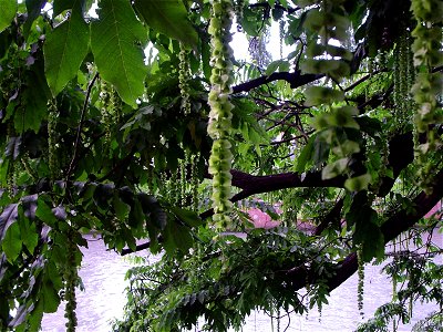 Pterocarya fraxinifolia lungo la Dora Riparia