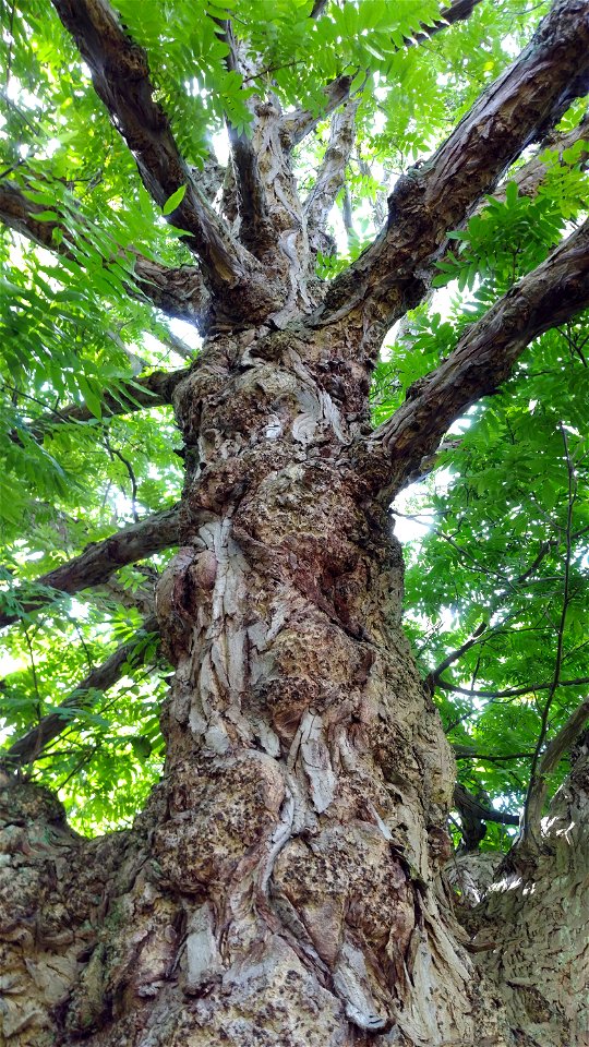 Stem and branches of Pterocarya fraxinifolia, 2017 in the Royal Botanic Garden of Edinburgh