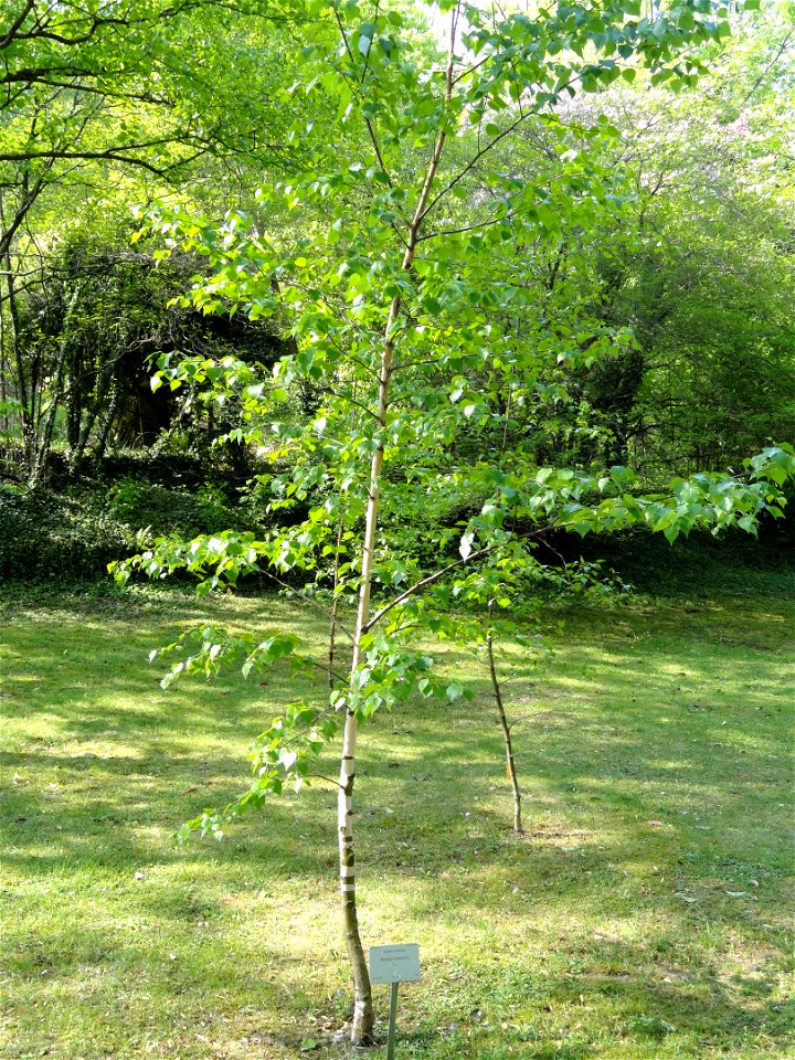 Betula occidentalis specimen in the Villa Carlotta (Tremezzo), on Lake Como, Italy.