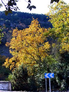 Quercus faginea habitat, Sierra Madrona, Spain