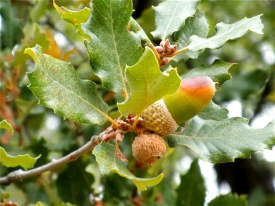Quercus canariensis x Quercus faginea acorn, Sierra Madrona, Spain