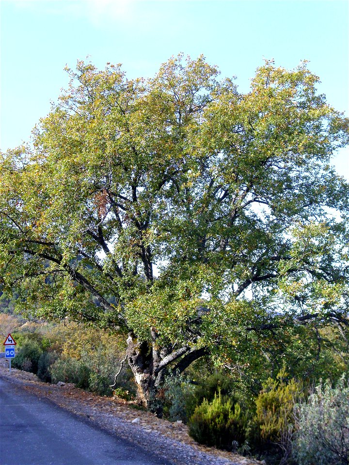 Quercus faginea habit, Sierra Madrona, Spain