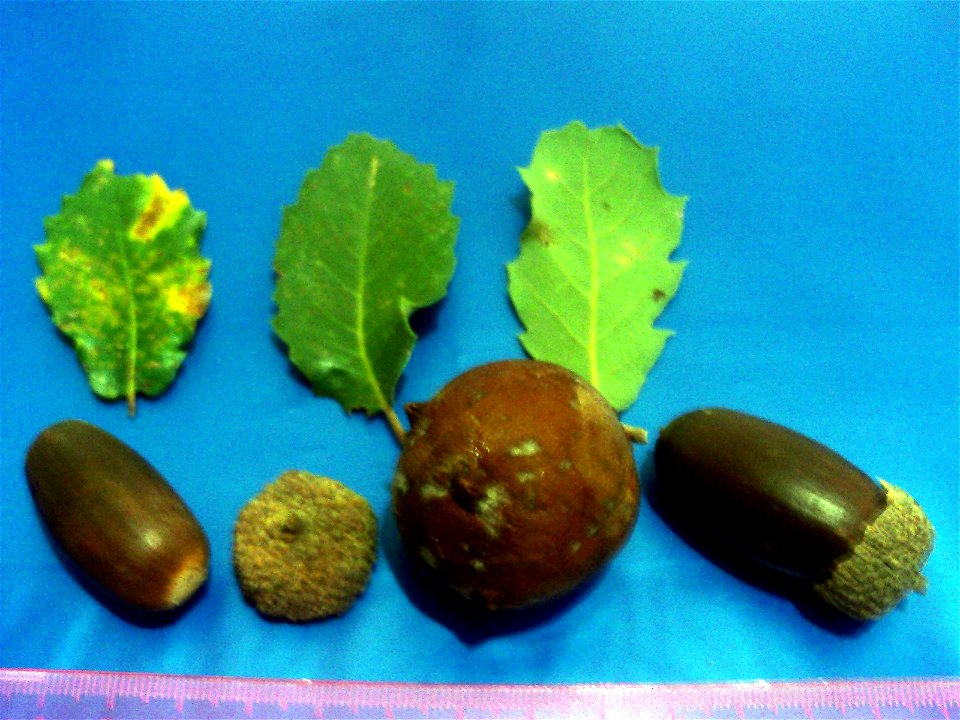 Quercus faginea acorns and leaves — Dehesa Boyal de Puertollano, Spain