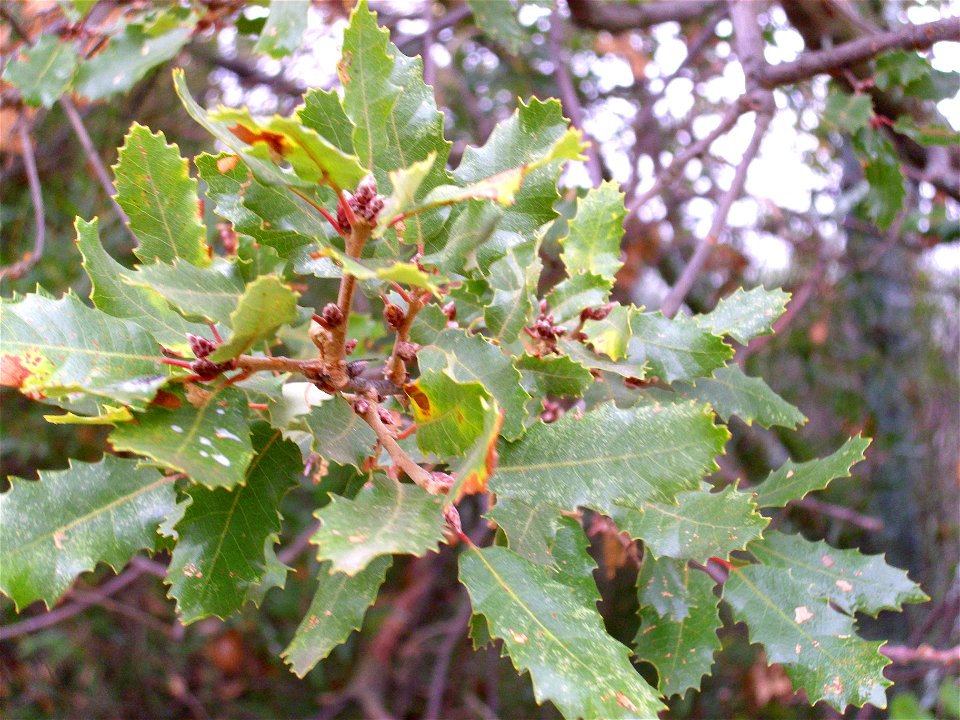 Quercus × fagineomirbeckii (Q. faginea × Q. canariensis) leaves — Dehesa Boyal de Puertollano, Spain.