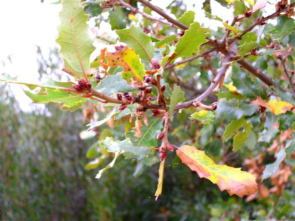 Quercus × fagineomirbeckii (Q. faginea × Q. canariensis) leaves — Dehesa Boyal de Puertollano, Spain.