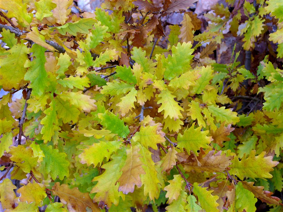 Quercus × neomairei (Q. faginea × Q. pyrenaica) leaves, Dehesa Boyal de Puertollano, Spain