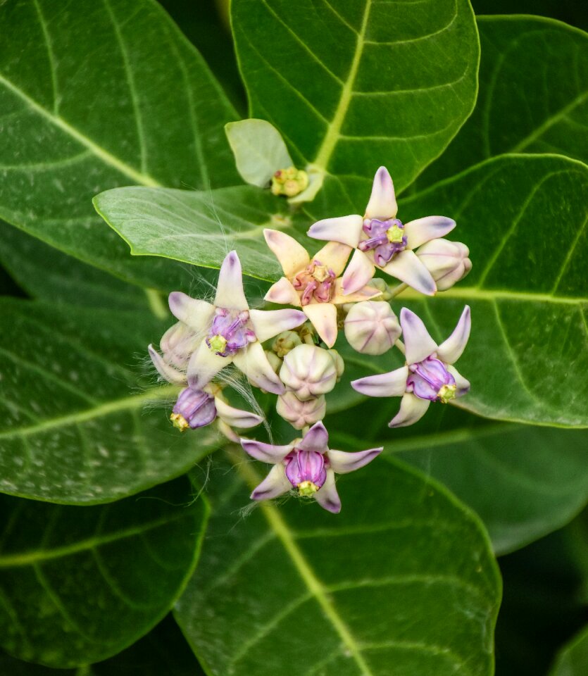 Medic flower india milkweed
