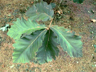 Quercus dentata leaves