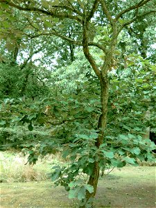 Quercus dentata  (keisaraeik)  tree in the botanical garden in Copenhagen.