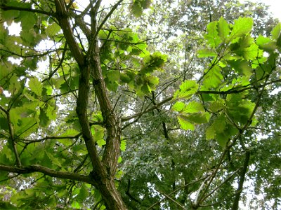 Quercus dentata  (keisaraeik)  tree in the botanical garden in Copenhagen.