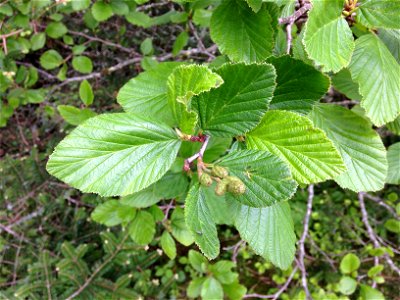 Alnus viridis ssp. crispa, spruce-fir forest, at edge of parking lot for Roan High Knob trial. Roan Mountain, Mitchell County, North Carolina.