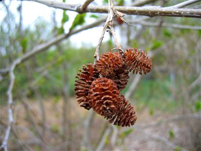 Alnus viridis - Photo taken in Grasagarður Reykjavíkur (Botanical Garden of Reykjavik) by Salvor Gissurardottir