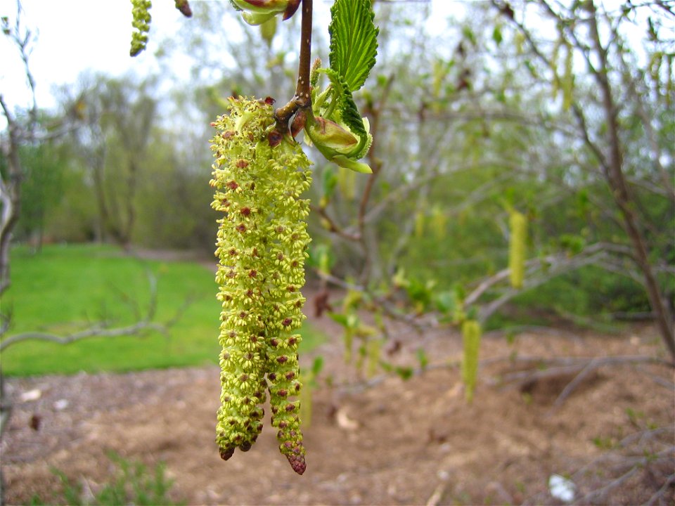 Alnus viridis - Photo taken in Grasagarður Reykjavíkur (Botanical Garden of Reykjavik) by Salvor Gissurardottir