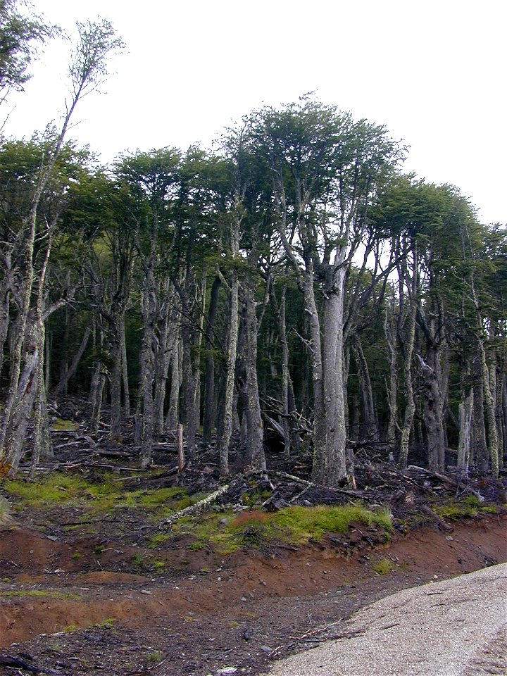 Bosque de lenga (Nothofagus pumilio) de altura. Estancia Chacabuco (Parque Patagonia) Sector El Furioso. XI Región. Chile