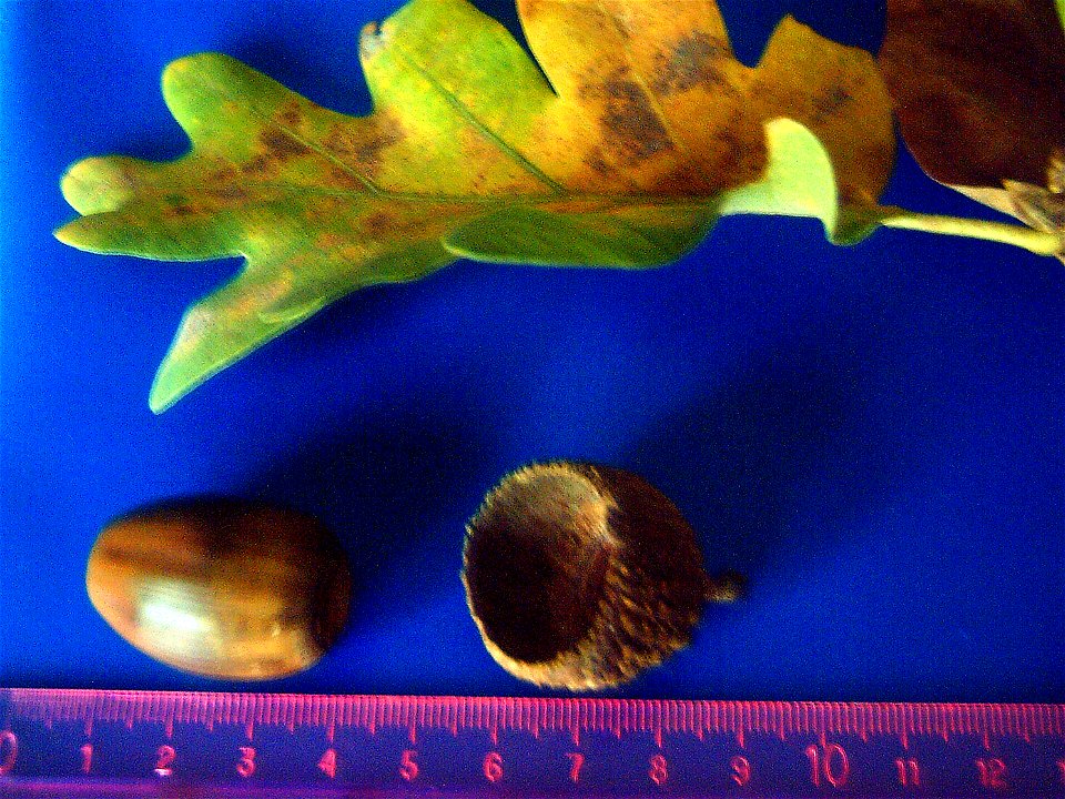 Acorn and leaf of Quercus pyrenaica in Sierra Madrona, Spain