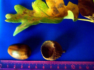 Acorn and leaf of Quercus pyrenaica in Sierra Madrona, Spain