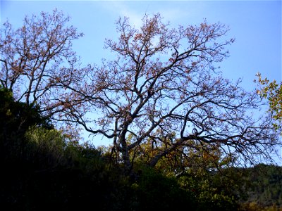 Quercus pyrenaica habitat, Sierra Madrona, Spain