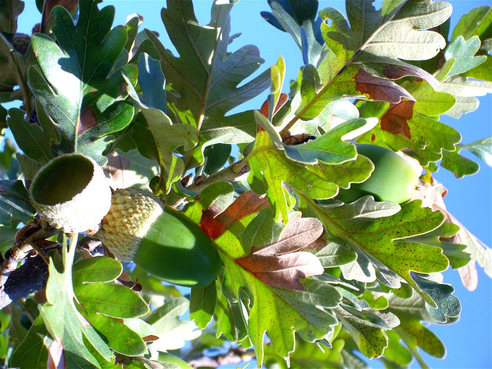 Quercus pyrenaica acorns close up, Dehesa Boyal de Puertollano, Spain