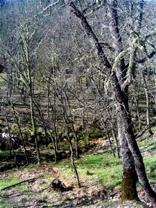 Fuente del Amirez , Quercus pyrenaica, Fuencaliente, Ciudad Real, Sierra Madrona, Spain