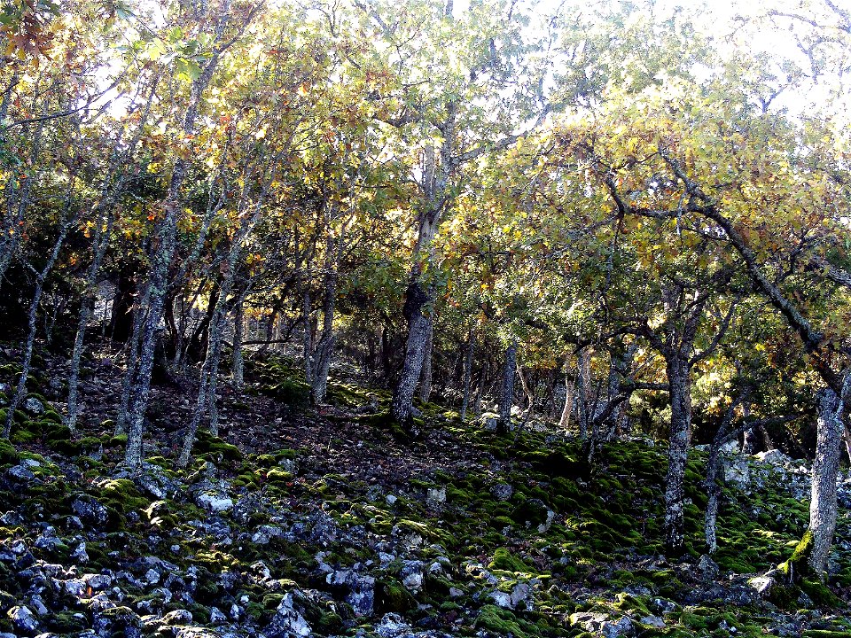 Quercus pyrenaica in autumn Sierra Madrona, Spain