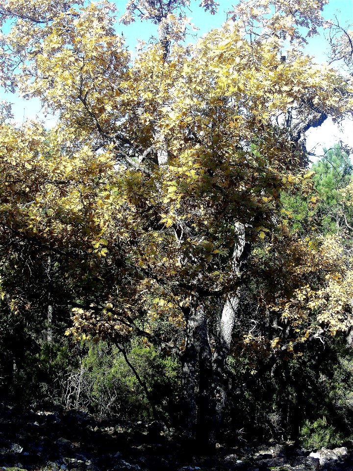 Quercus pyrenaica in autumn Sierra Madrona, Spain