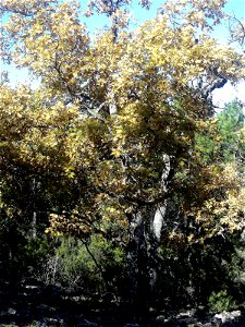 Quercus pyrenaica in autumn Sierra Madrona, Spain