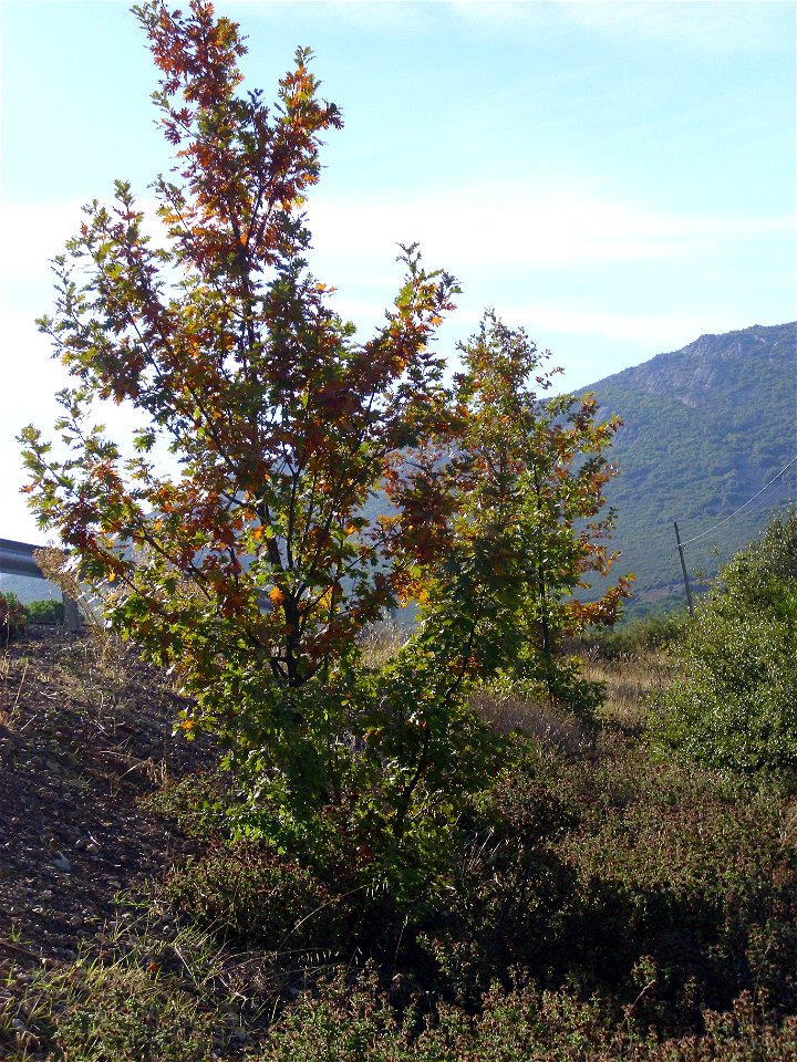 Quercus pyrenaica habit, Dehesa Boyal de Puertollano, Spain
