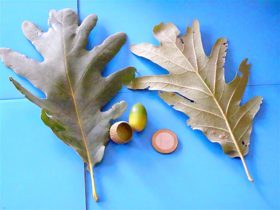 Quercus pyrenaica var., acorns and leavesSierra Madrona, Spain