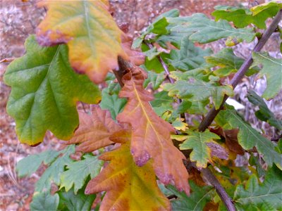 Quercus pyrenaica leaves, Dehesa Boyal de Puertollano, Spain photo