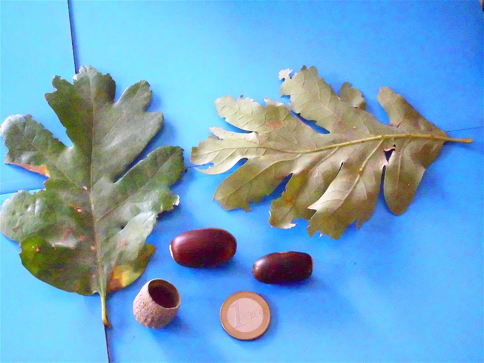 Quercus pyrenaica var., acorns and leavesSierra Madrona, Spain