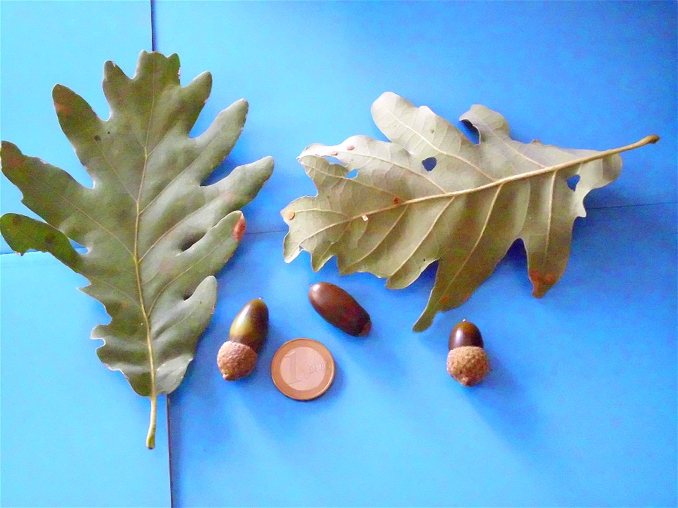 Quercus pyrenaica var., acorns and leavesSierra Madrona, Spain