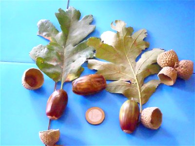 Quercus pyrenaica var., acorns and leavesSierra Madrona, Spain