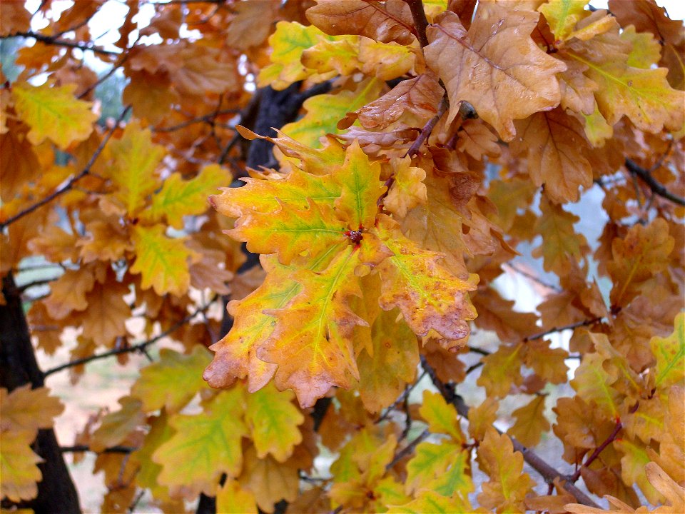 Quercus pyrenaica xQ. canariensis leaves, Dehesa Boyal de Puertollano, Spain