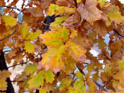 Quercus pyrenaica xQ. canariensis leaves, Dehesa Boyal de Puertollano, Spain