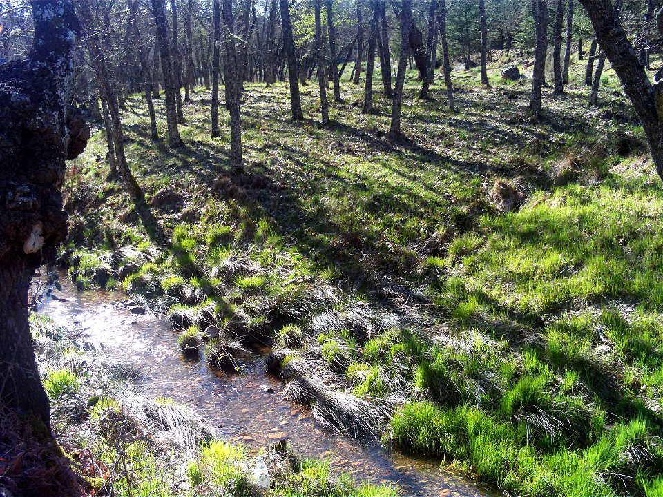 Oaks dale of Quercus pyrenaica' in "Fuente del Almirez", Sierra Madrona, Spain