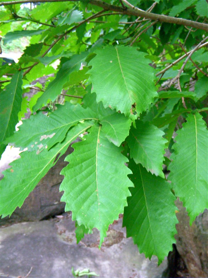 Leaves of Quercus crispula. Rock Garden in Dainohara-shinrin-kōen, Aoba ward, Sendai, Miyagi prefecture, Japan.