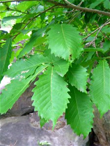 Leaves of Quercus crispula. Rock Garden in Dainohara-shinrin-kōen, Aoba ward, Sendai, Miyagi prefecture, Japan.