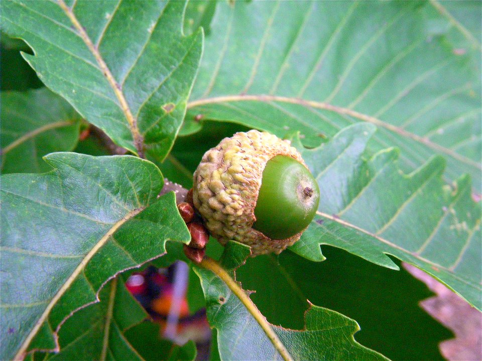 A green acorn of Quercus crispula. Rock Garden in Dainohara-shinrin-kōen, Aoba ward, Sendai, Miyagi prefecture, Japan.