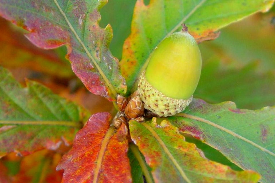 Quercus_crispula_2002-10-11