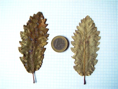 Quercus canariensis,  Norte de África: Haz y envés de la hoja.